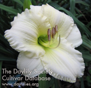Daylily Blizzard in June
